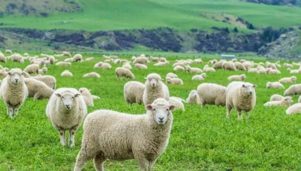 2016各国留学政策变动