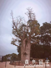 西澳大学